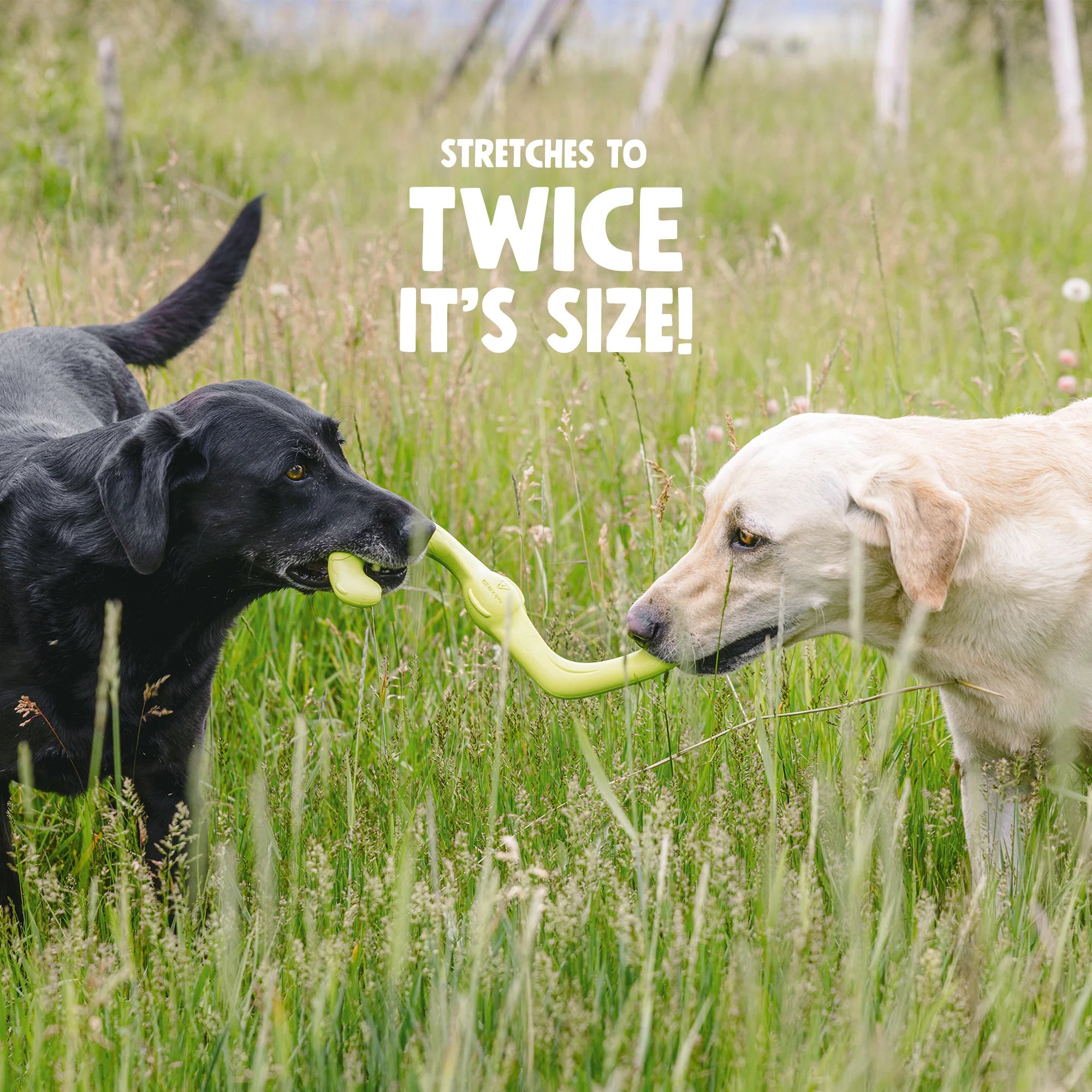 Dog Tug Toy - Bumi