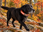 Handmade in USA - Blaze Orange Reflective Dog Collar - Metal Buckle Thumbnail