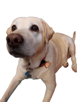Dog Collar Cow Bell Thumbnail
