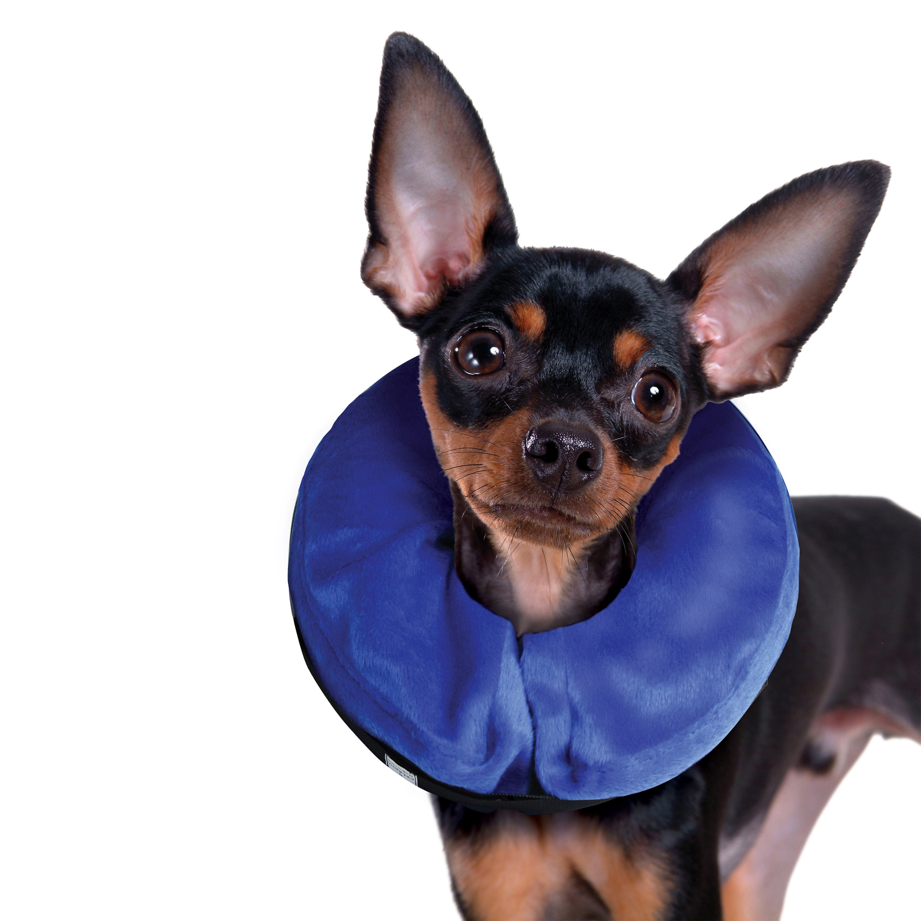 Inflatable Dog Injury Collar