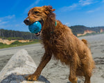 Cycle Dog - High Roller Dog Ball - 2 sizes Thumbnail
