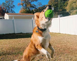 Cycle Dog - High Roller Dog Ball - 2 sizes Thumbnail