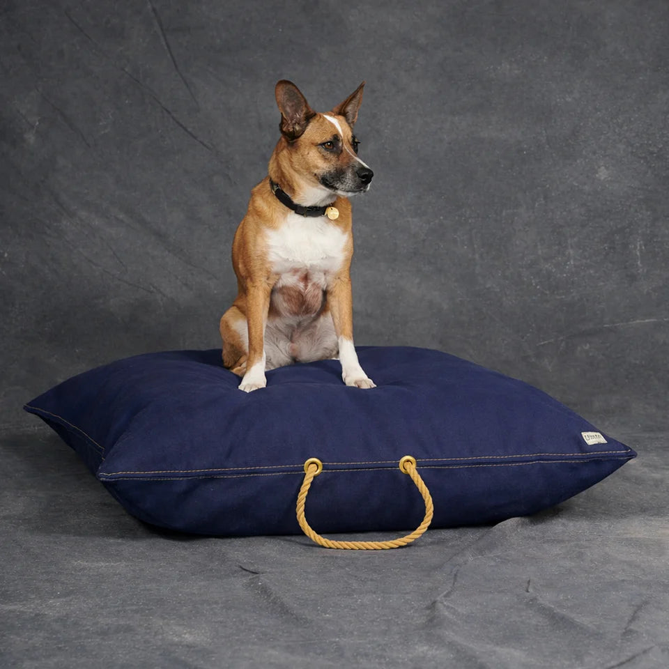 Dog sitting on a navy blue dog bed with a gray background