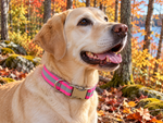 Handmade in USA - Hot Pink Reflective Dog Collar - Metal Buckle - 4 Sizes Thumbnail