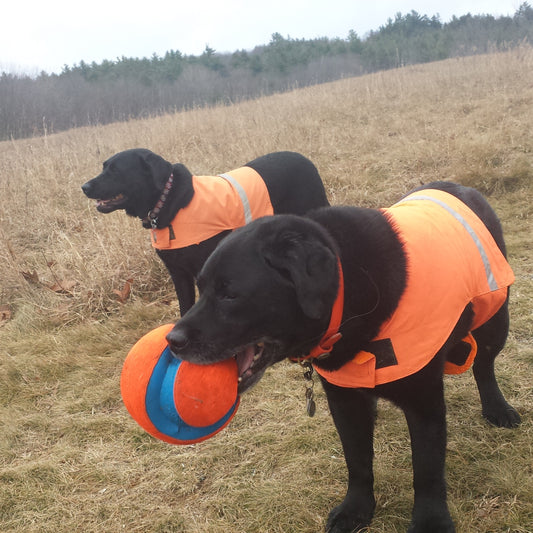 Blaze Orange Dog Visibility Vest