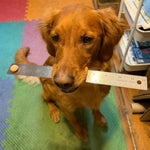 A seated golden retriever looking up at the camera while holding a metal ruler horizontally in its mouth, with a single round dog treat balanced perfectly on the left end of the ruler. Thumbnail