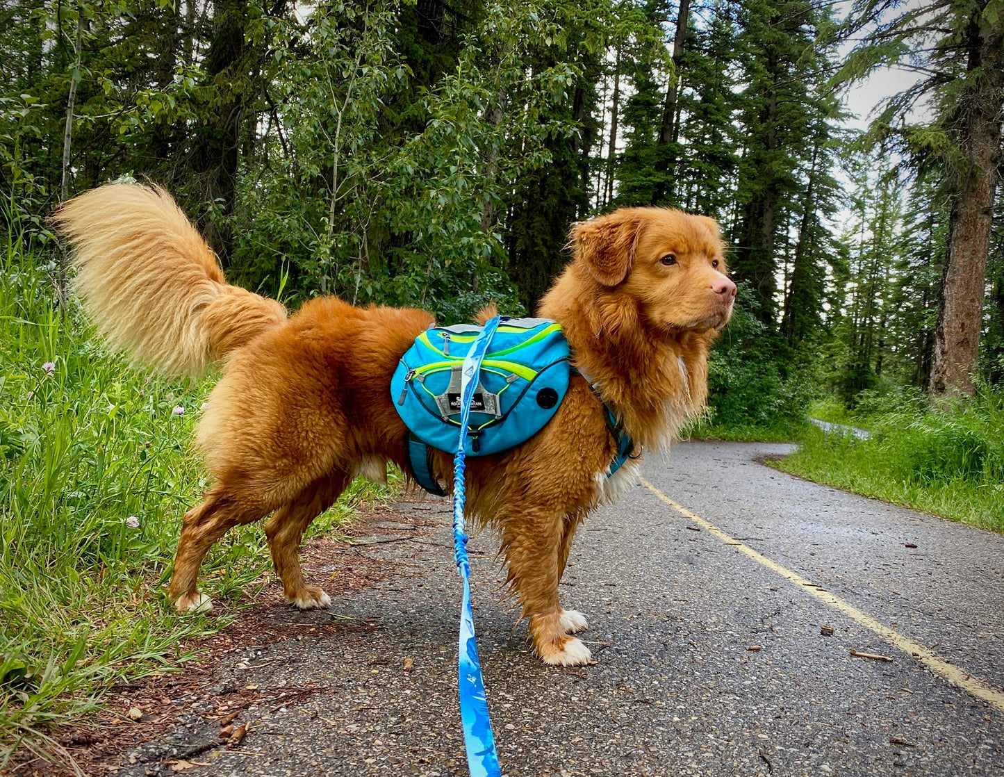 Dog Backpack – Blue / Green