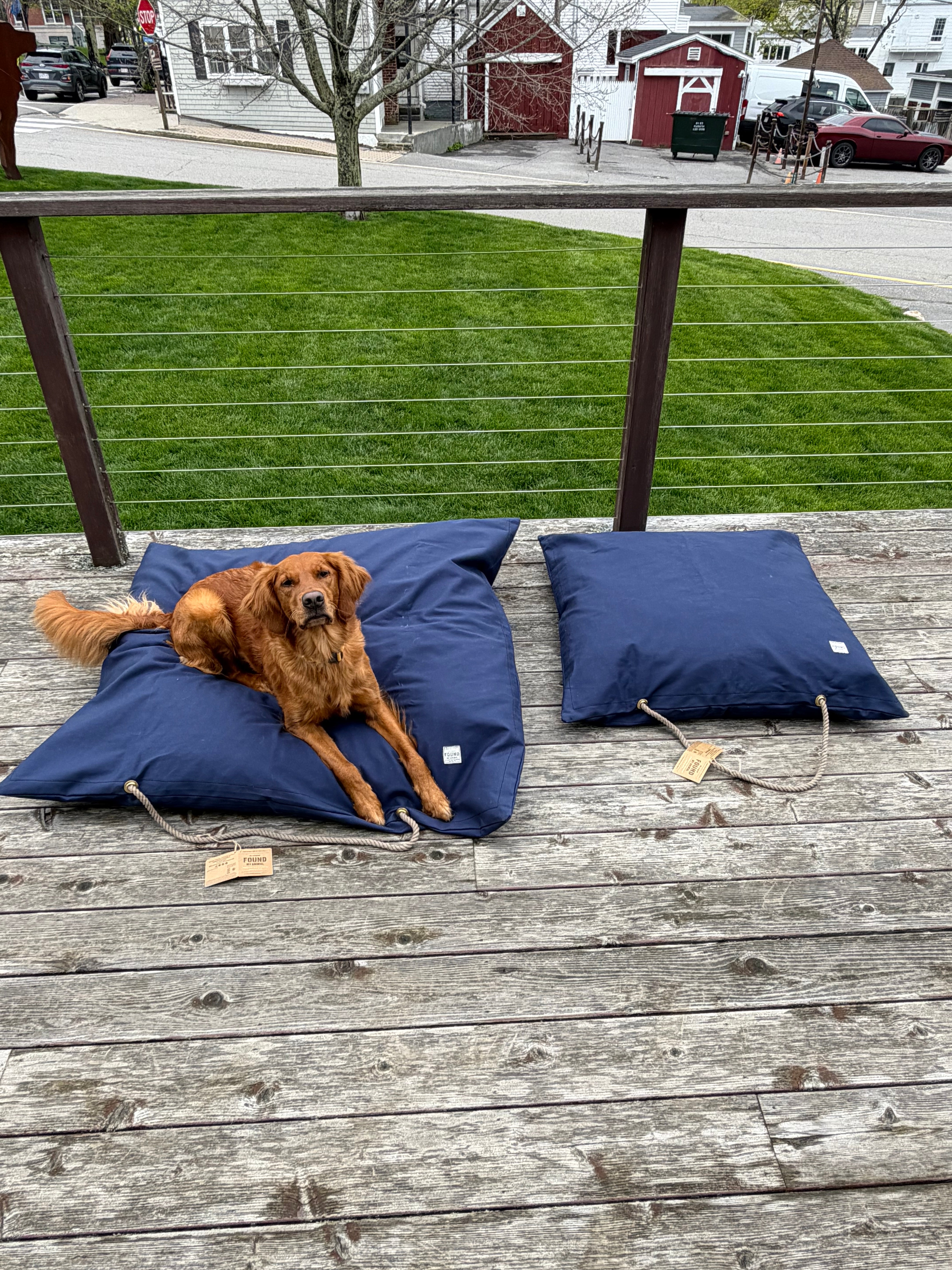 Dog lying on a blue pet bed on a wooden deck with a grassy area and houses in the background.