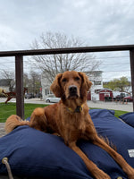 Brown dog sitting on a blue dog bed with a cloudy sky and trees in the background. Thumbnail