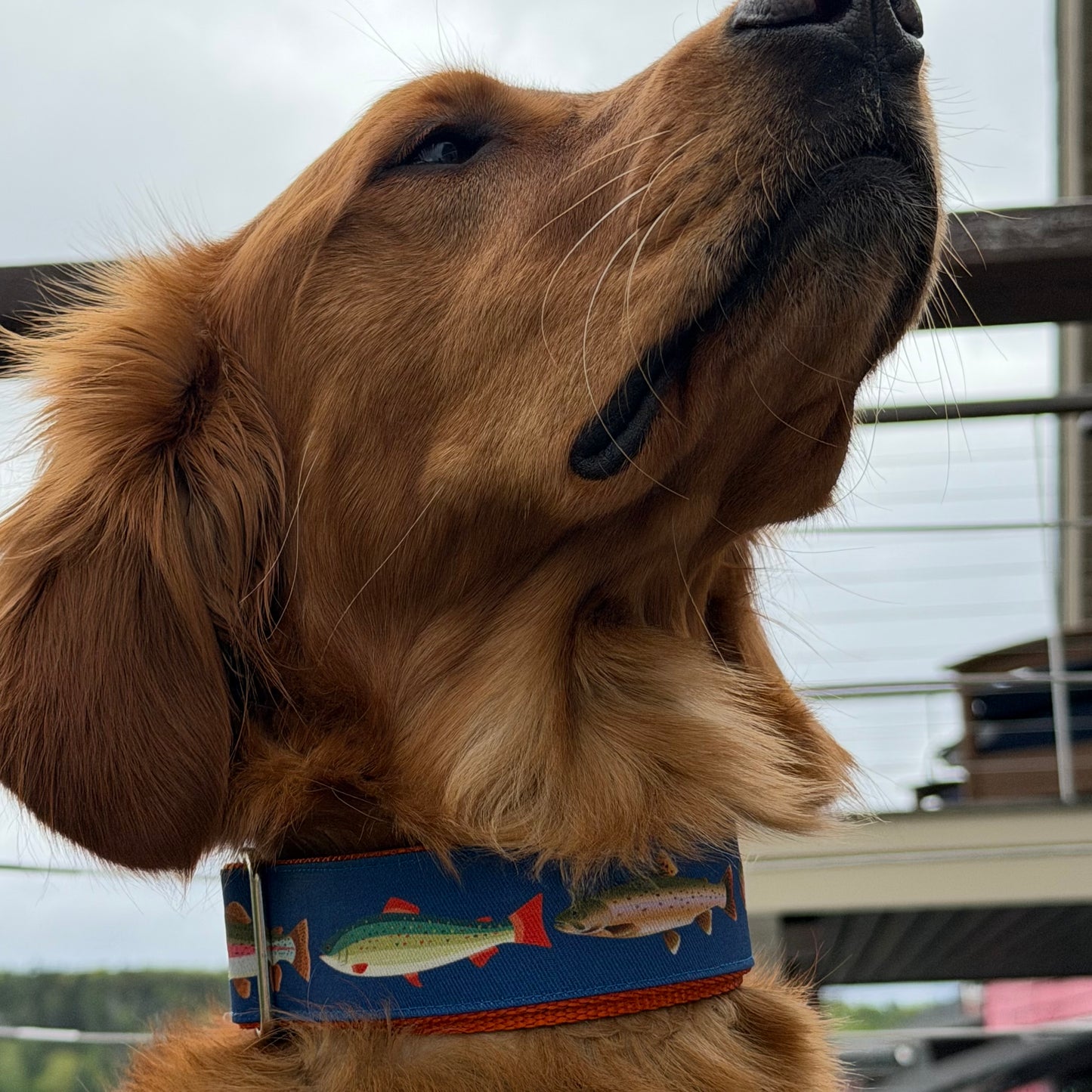 Close-up of a dog wearing a collar with trout design, looking upwards.