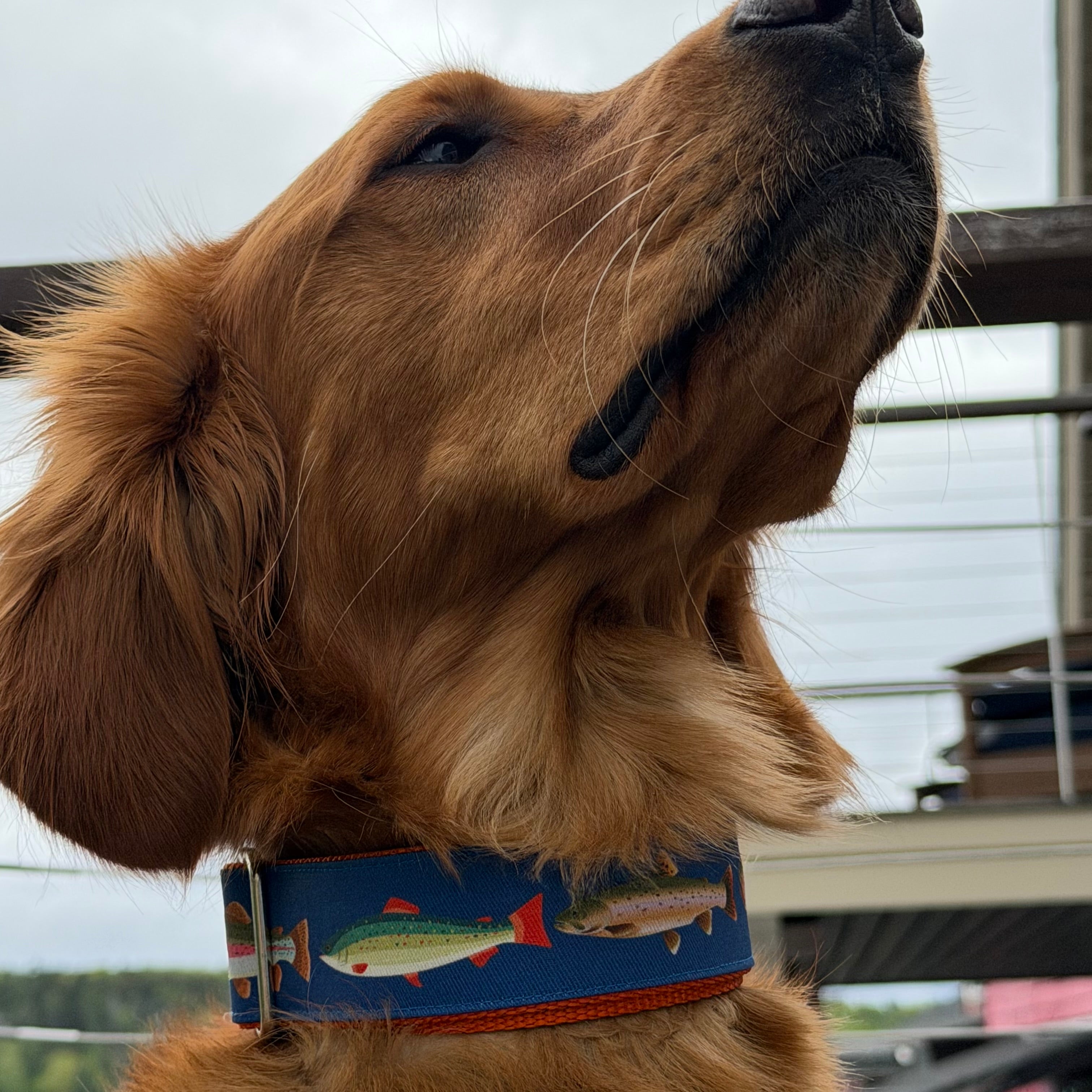 Close-up of a dog wearing a collar with trout design, looking upwards.