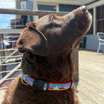 Chocolate Lab wearing a colorful tugboat dog collar on a deck Thumbnail
