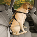 Dog Car Restraint -Tether w/ Carabiner Thumbnail