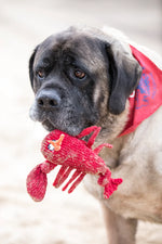 Stuffed Plush Dog Toy - Hugglehounds - Knotted Lobster - 18