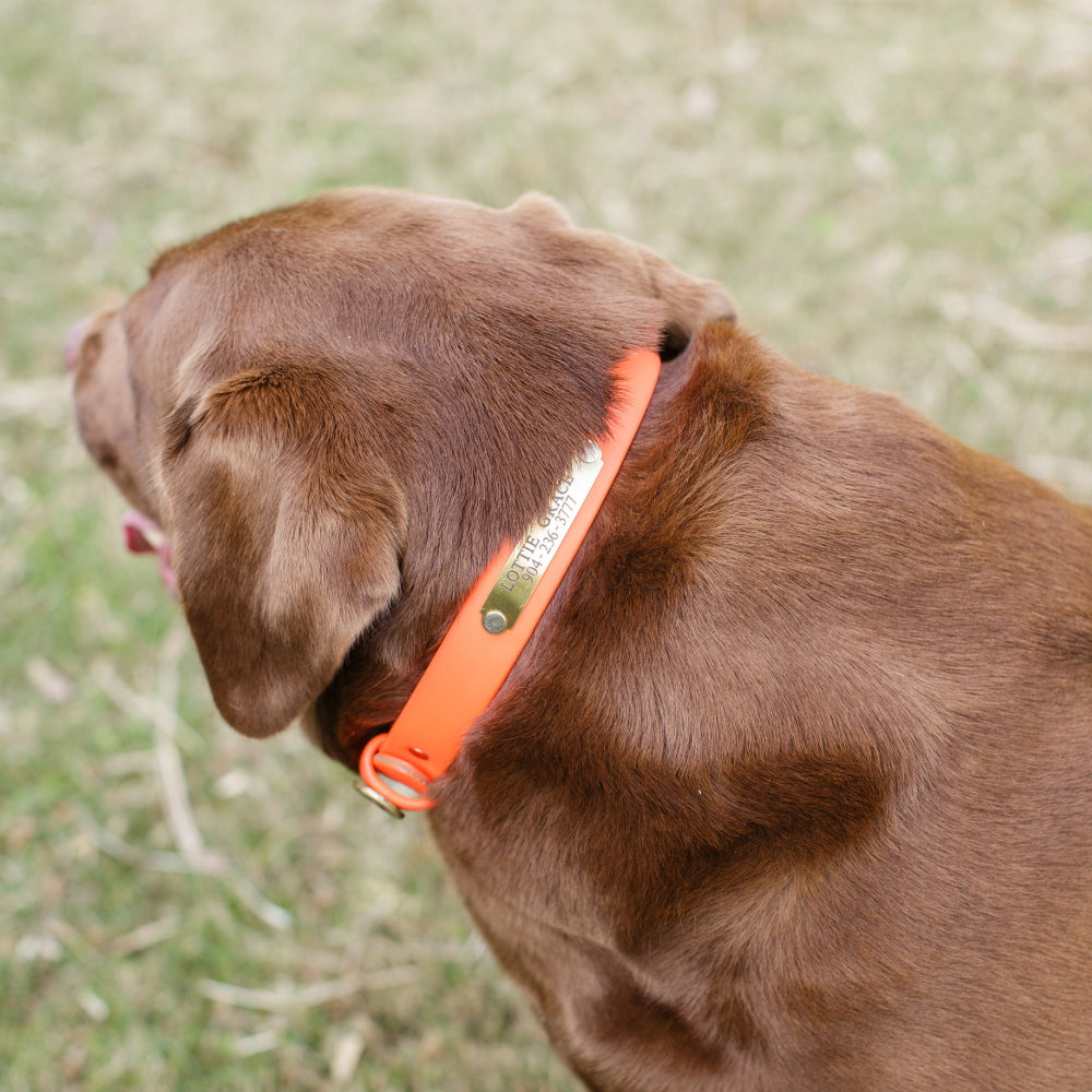 1" Mudproof Dog Collar - Orange