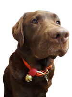 Dog Collar Bell - Brass Thumbnail