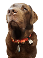 Dog Collar Cow Bell Thumbnail