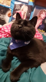 Reversible Dog Bandana - White Lobsters on Blue Thumbnail