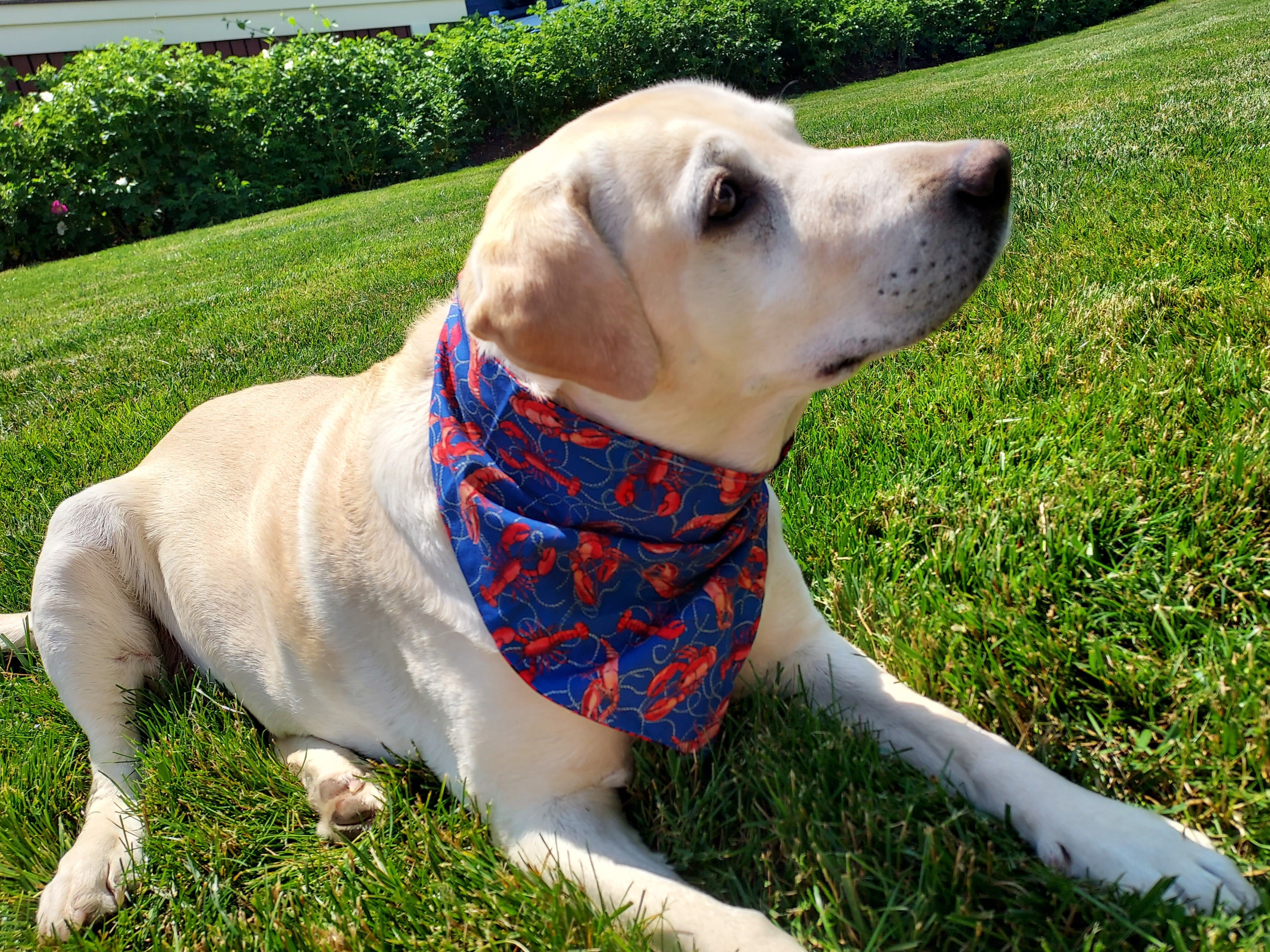 Reversible Dog Bandana - Lobster & Rope on Dark Blue