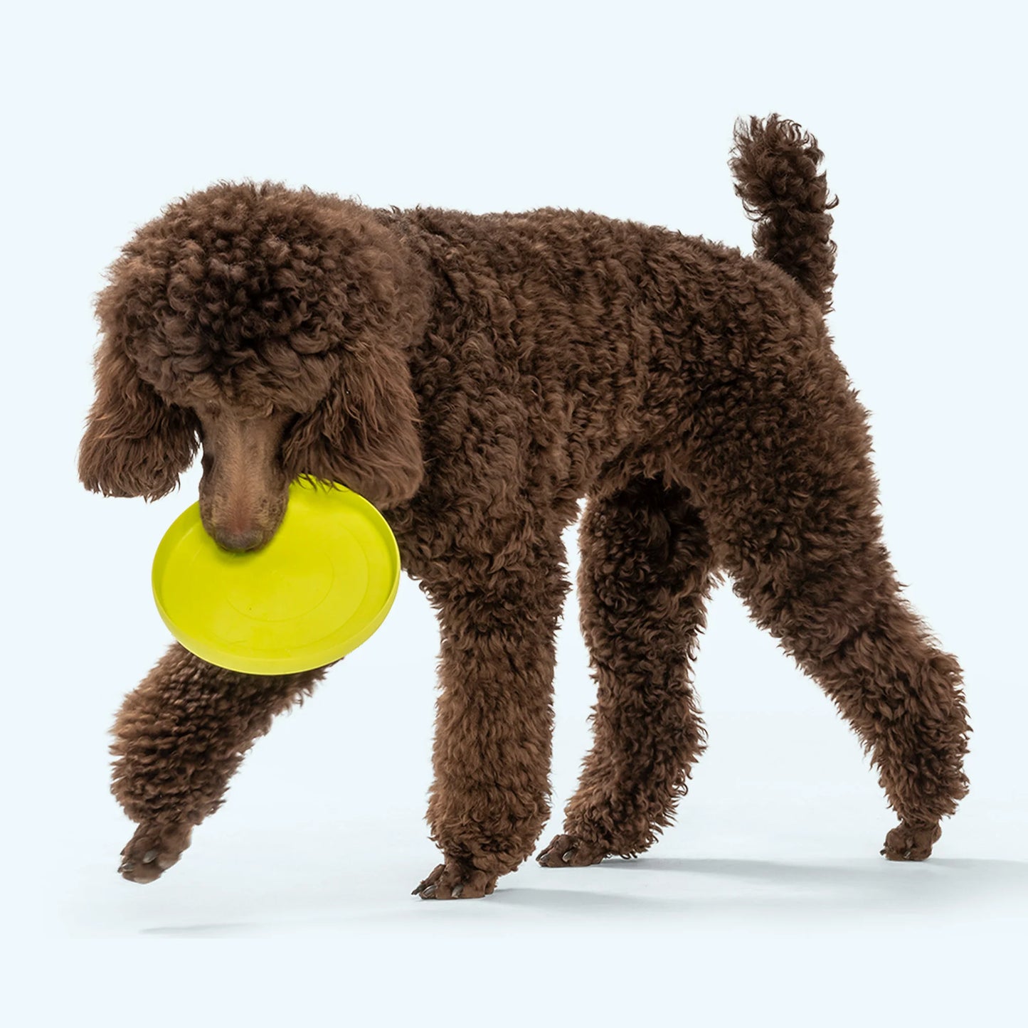 Dog Fetch Toy - Zisc Flying Disc