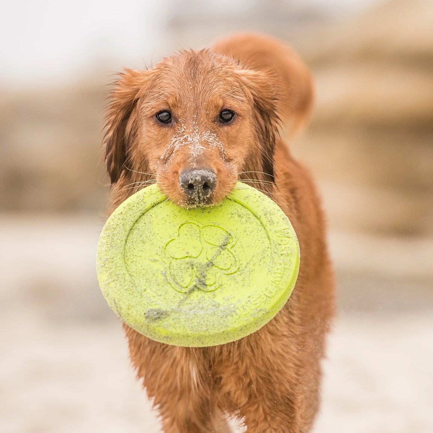 Dog Fetch Toy - Zisc Flying Disc