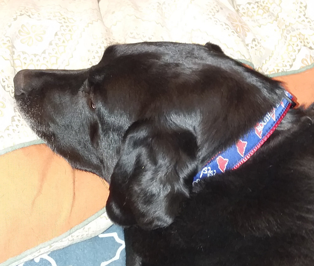 1” Ribbon Dog Collar – Boothbay Harbor