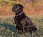 1” Ribbon Dog Collar – Woodie & Tree Thumbnail