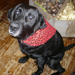 Reversible Dog Bandana - Small Red Lobsters Thumbnail