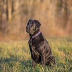 1.25” Ribbon Dog Collar – Woodie and Tree Thumbnail