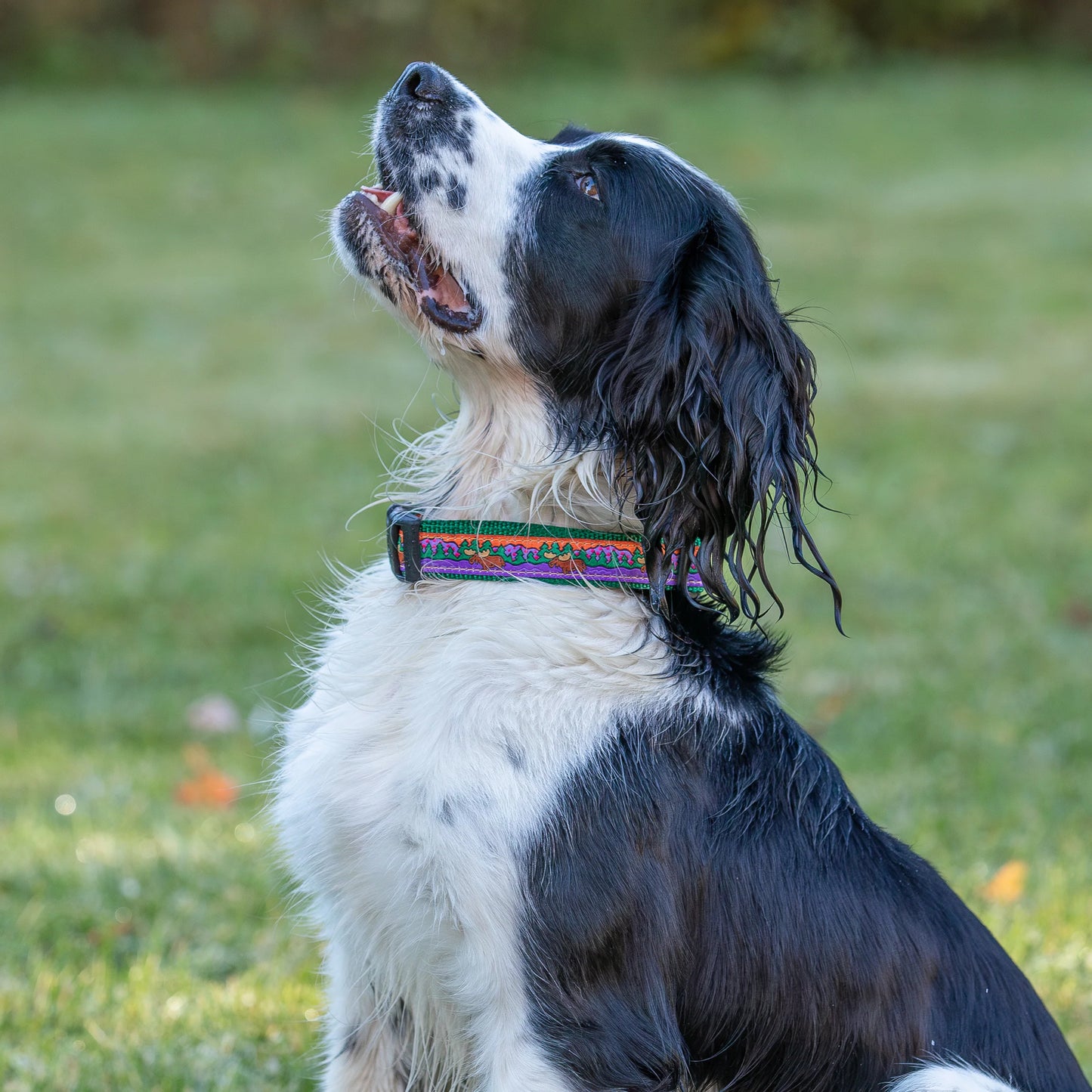 1” Ribbon Dog Collar – Moose on Green