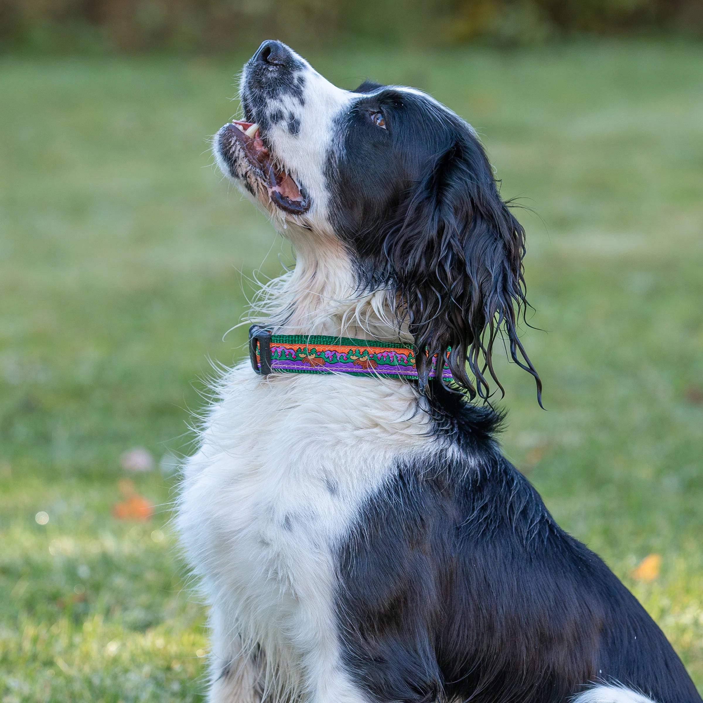 1” Ribbon Dog Collar – Moose on Green