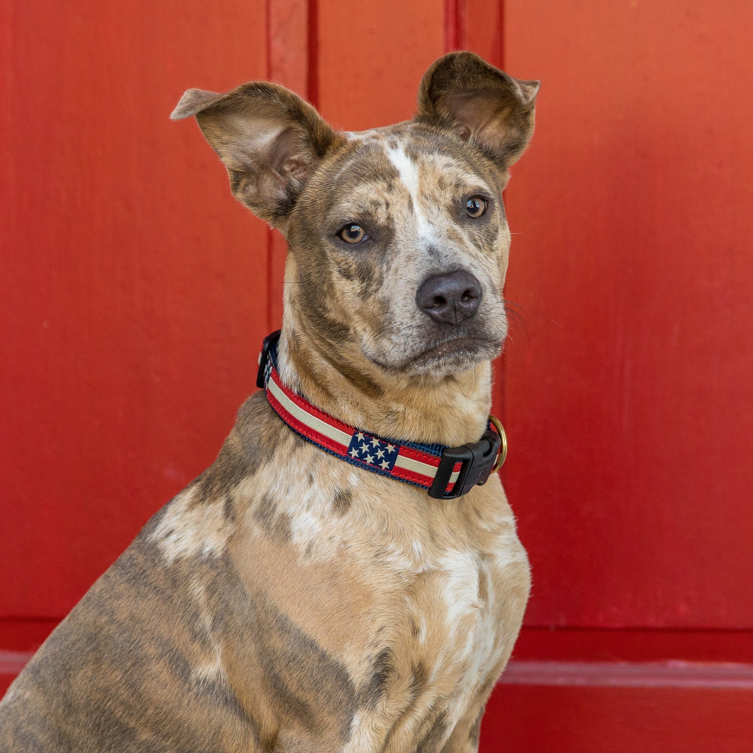 1” Ribbon Dog Collar – Retro US Flag