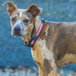 1” Ribbon Dog Collar – Retro US Flag Thumbnail