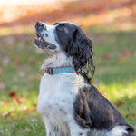 1” Ribbon Dog Collar – Starfish,  Pink on Aqua Thumbnail