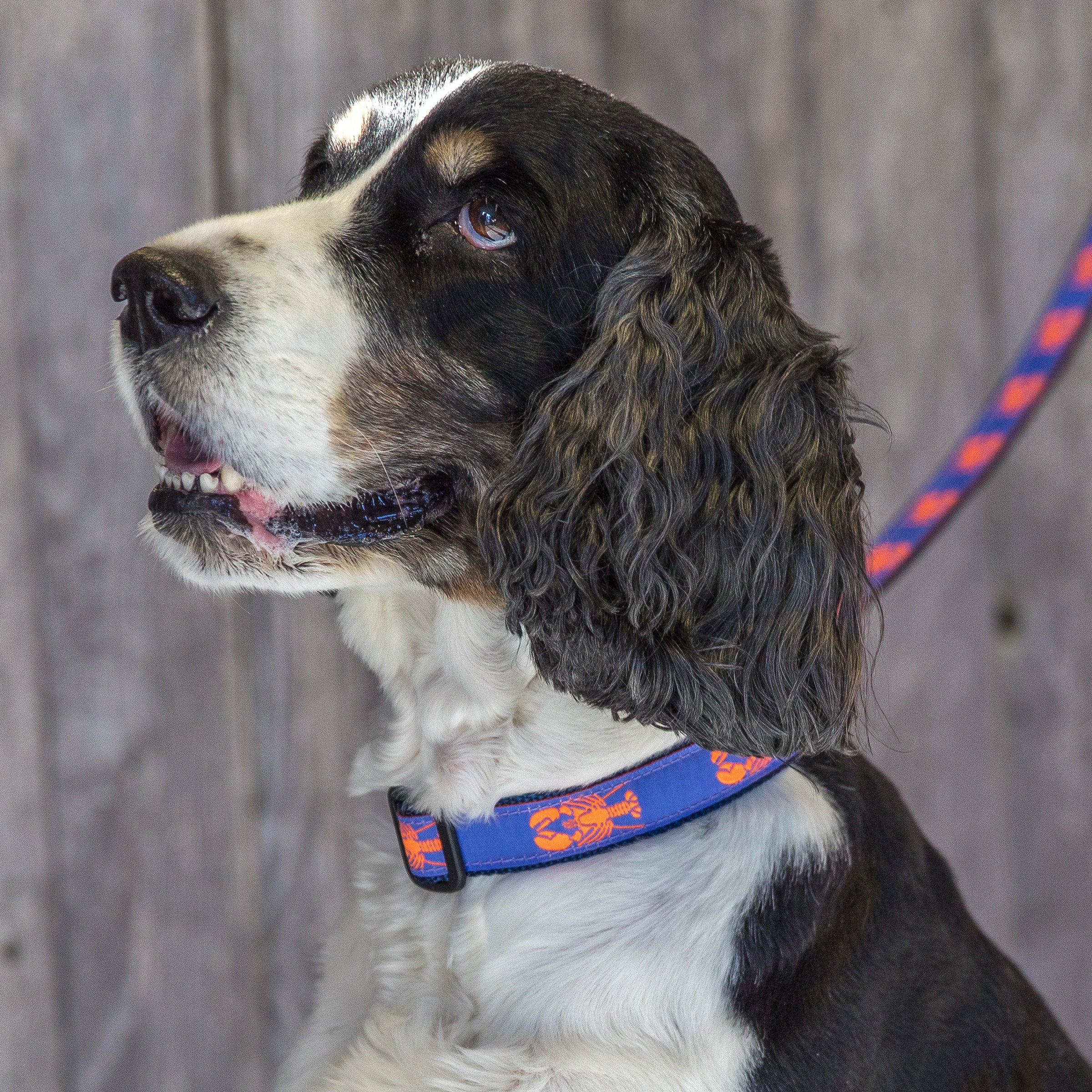 1” Ribbon Dog Collar – Lobster,  Periwinkle