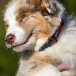 1” Ribbon Dog Collar – Hopkins Fish,  Red Thumbnail
