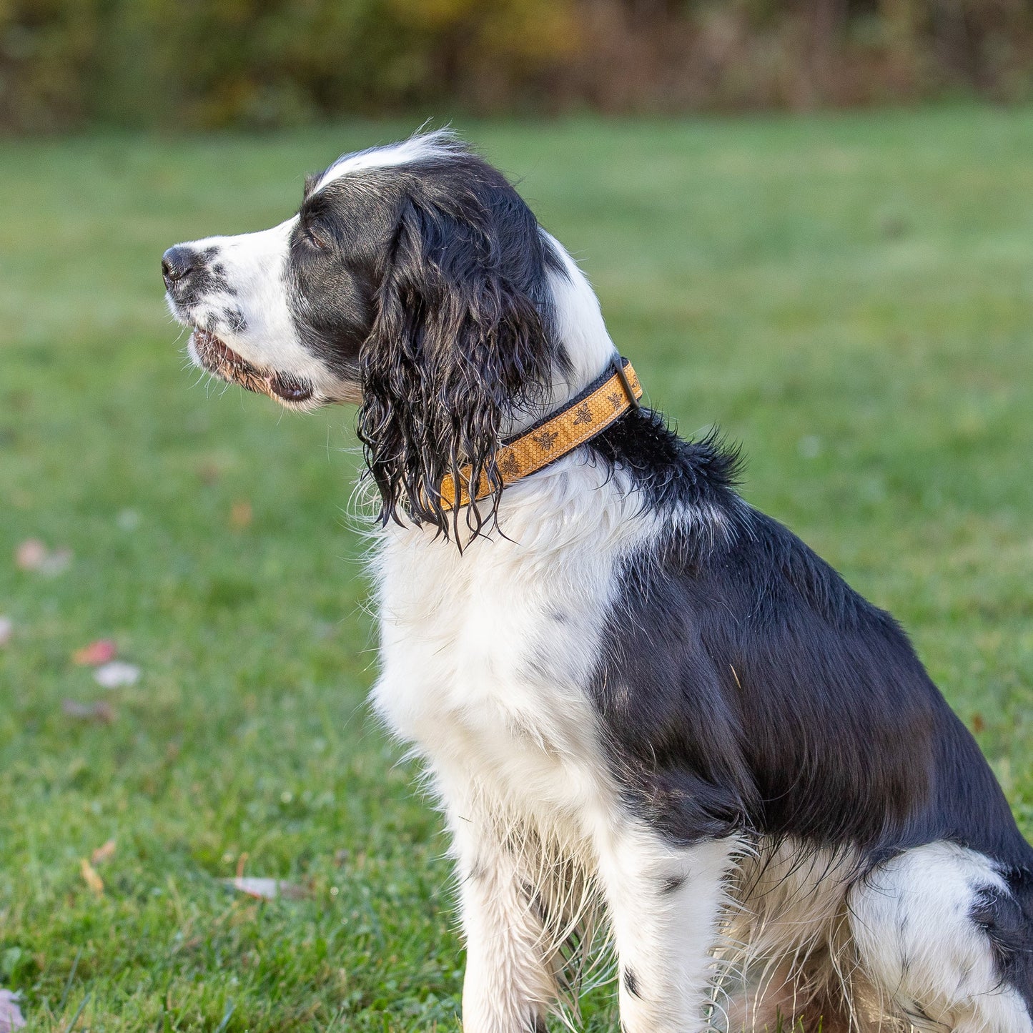 1.25” Ribbon Dog Collar – Honey Bees