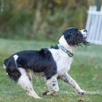 1” Ribbon Dog Collar – Vacationland Thumbnail