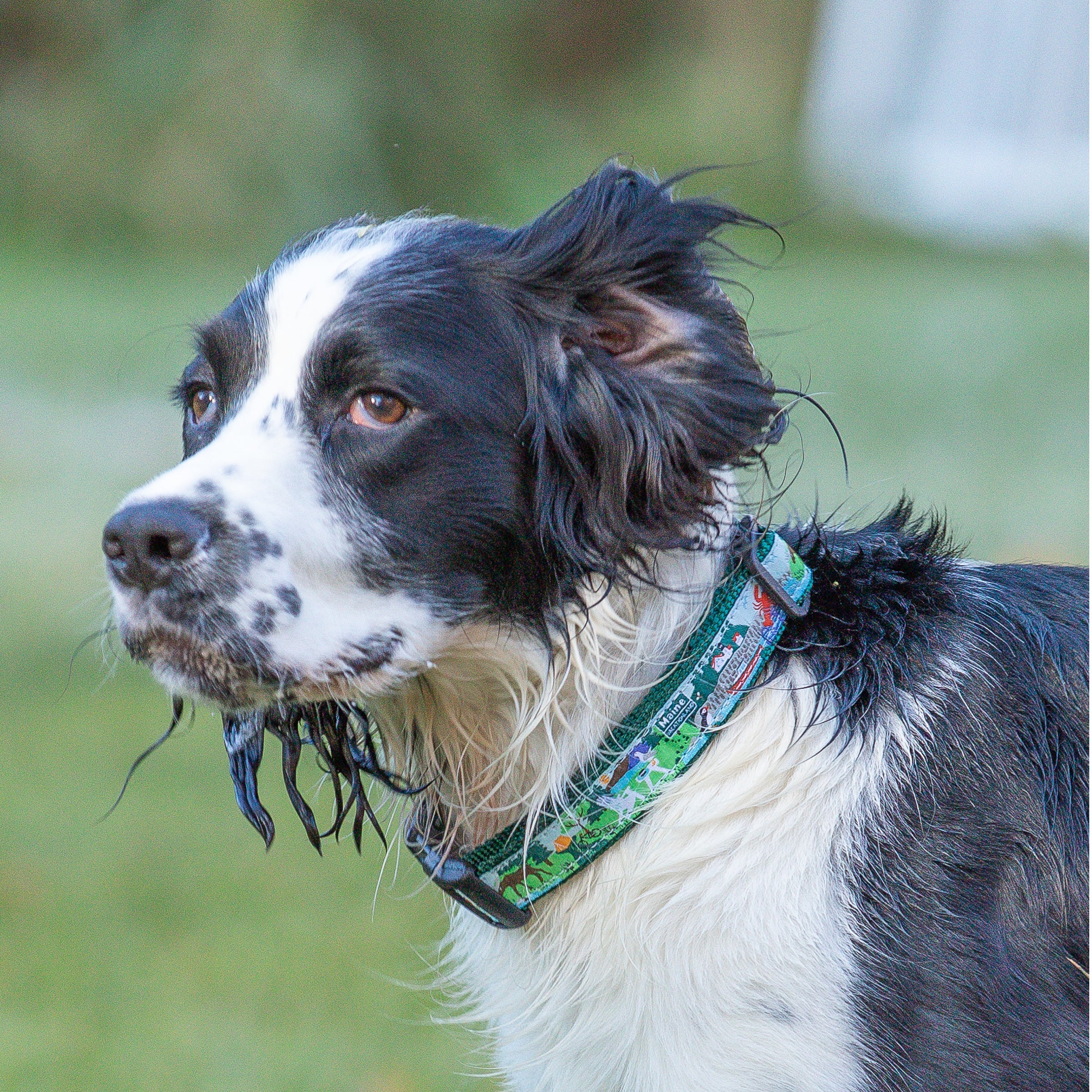 1” Ribbon Dog Collar – Vacationland