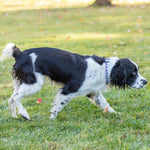1” Ribbon Dog Collar - Daisy Thumbnail