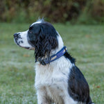 1” Ribbon Dog Collar – Moby Whale,  Blue Thumbnail