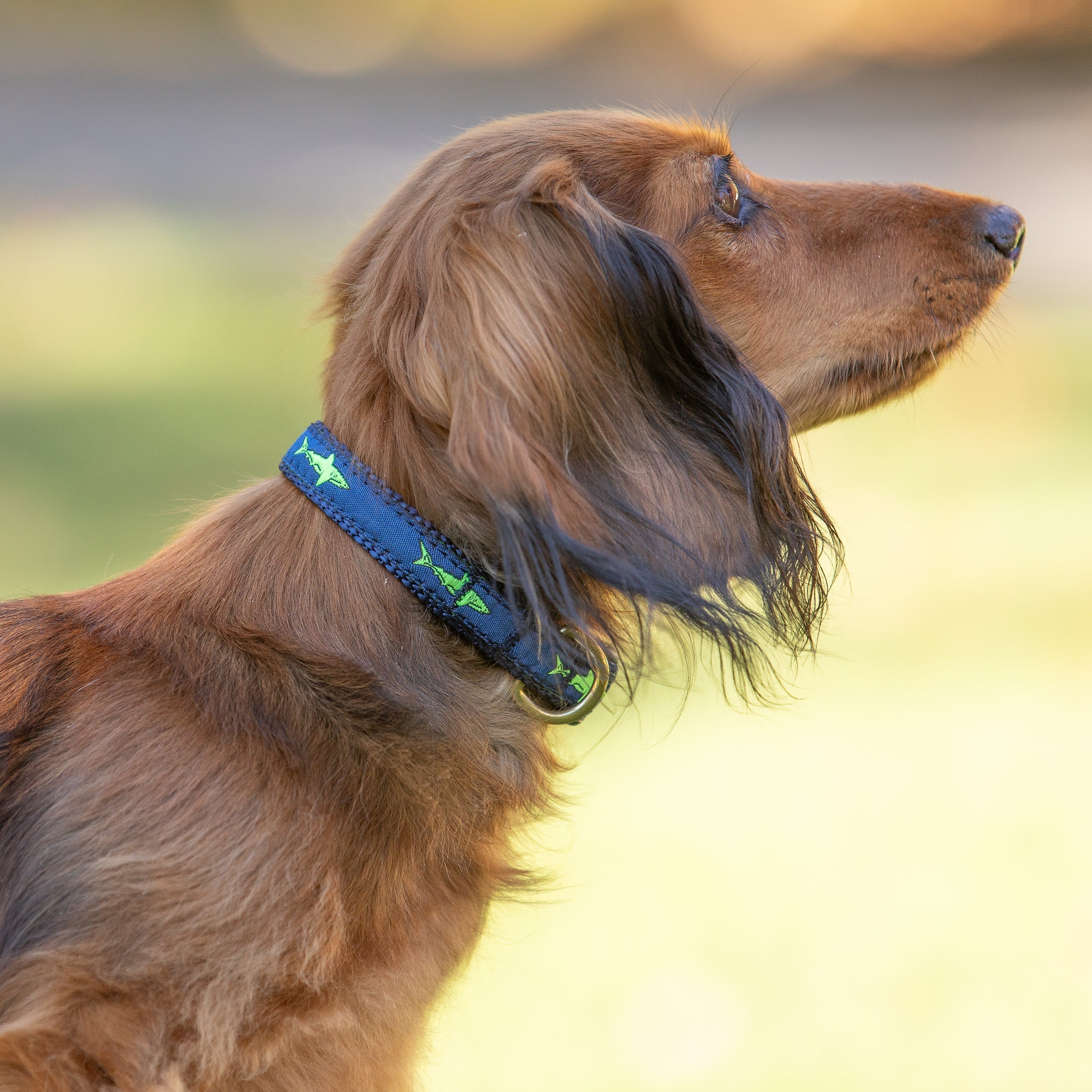 5/8” Ribbon Dog Collar – Lime Green Shark on Navy Blue