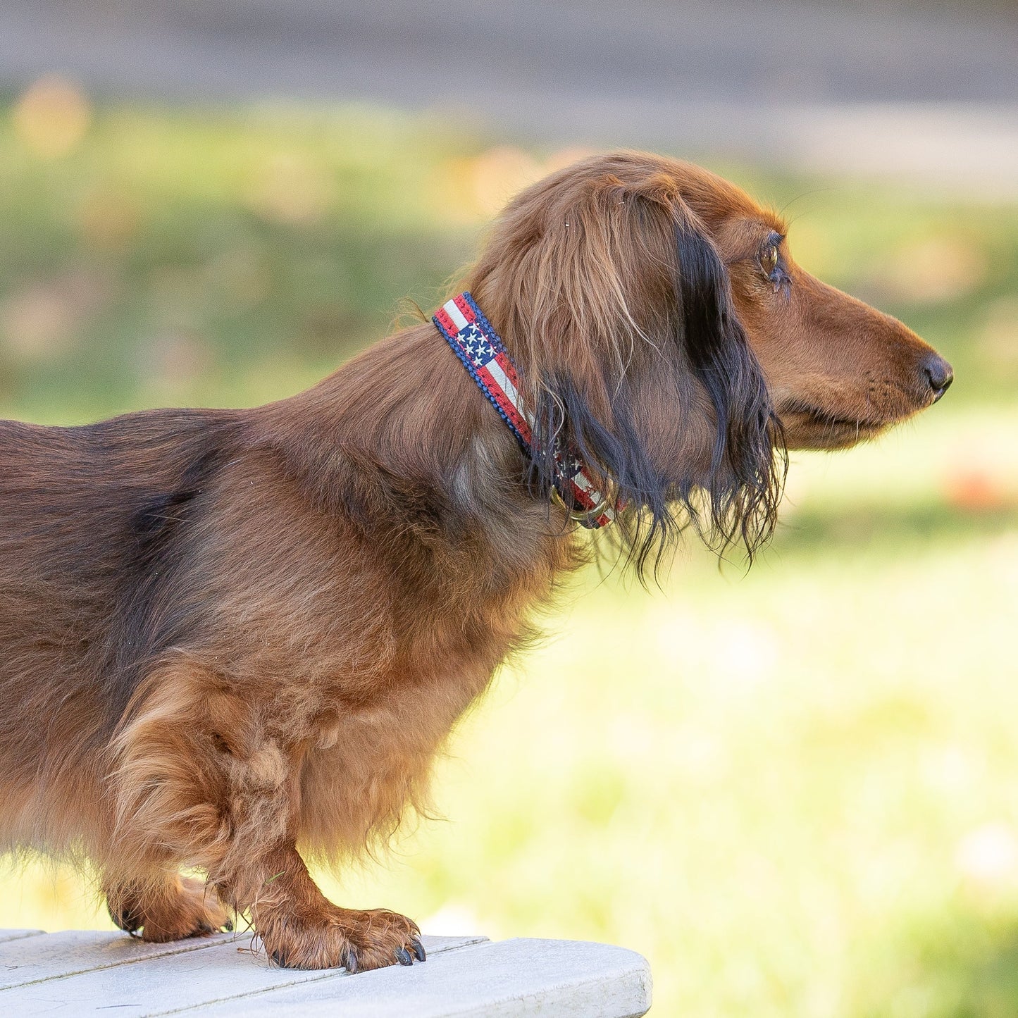 5/8” Ribbon Dog Collar – Retro US Flag
