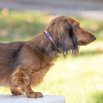 5/8” Ribbon Dog Collar – Retro US Flag Thumbnail