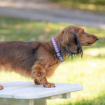 5/8” Ribbon Dog Collar – Daisy Thumbnail