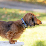 5/8” Ribbon Dog Collar – Moby Whale,  Blue Thumbnail