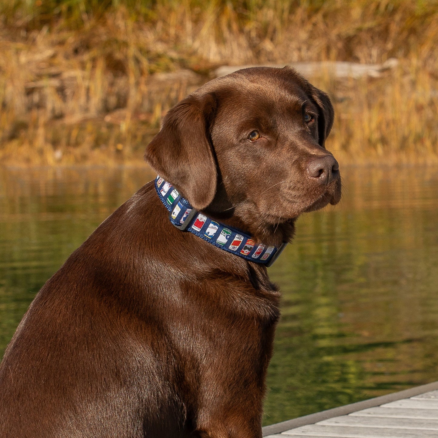 1.25” Ribbon Dog Collar – Cheap Buzz