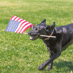 1” Ribbon Dog Collar – Retro US Flag Thumbnail