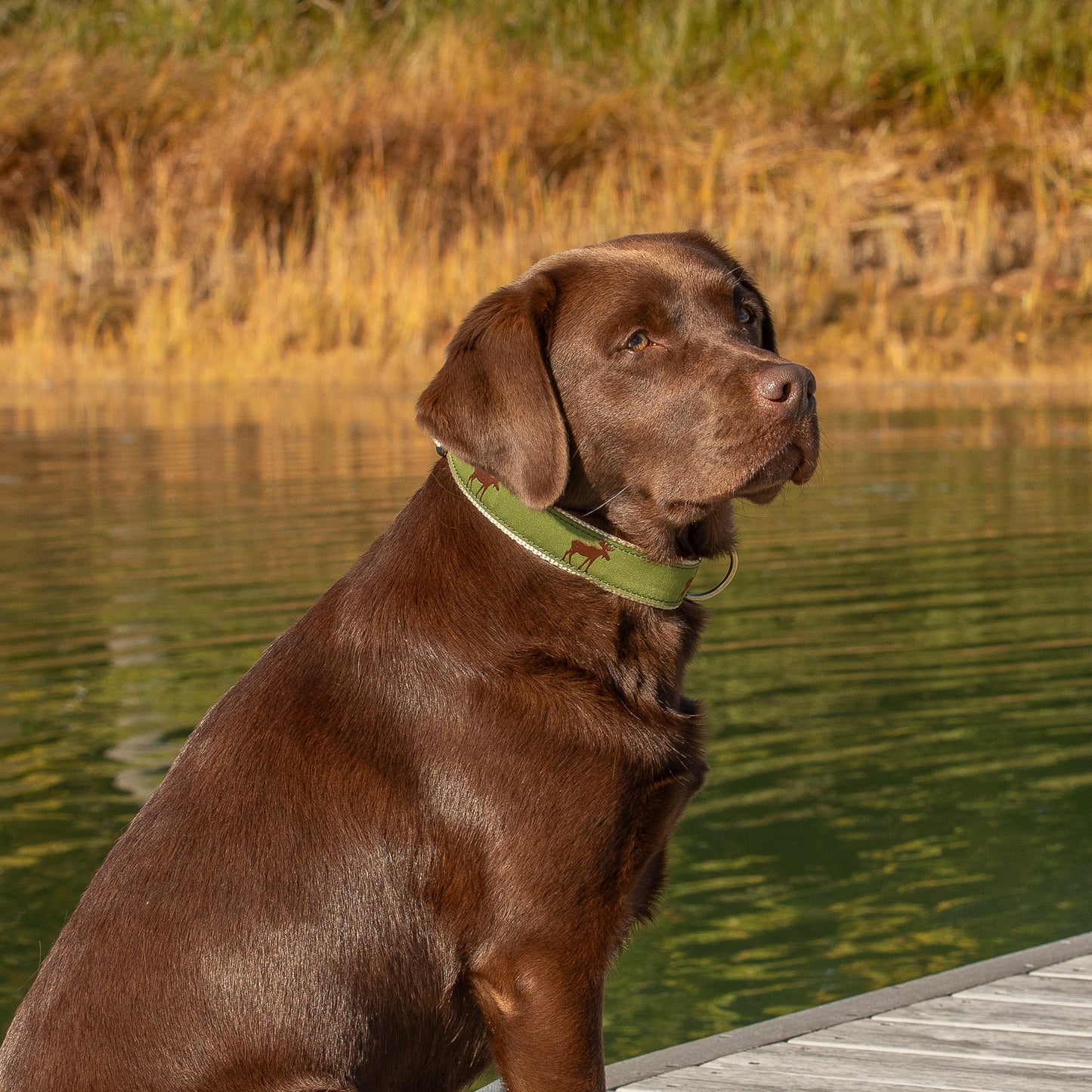 1.25” Ribbon Dog Collar – Moose