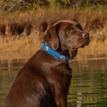 1.25” Ribbon Dog Collar -  Harbor Seal Thumbnail